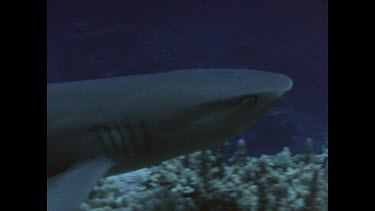 shark swimming