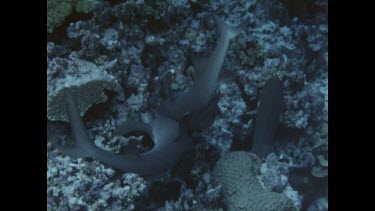 Sharks squabling over food