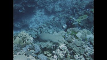 shark swimming