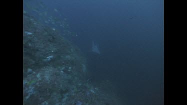 sand bar sharks