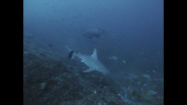 sand bar shark swimming over rocks