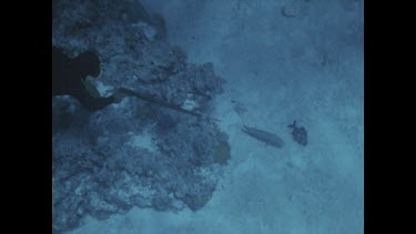 speared fish, swimming in circles