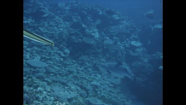 diver shoot shark, wiggles up to surface
