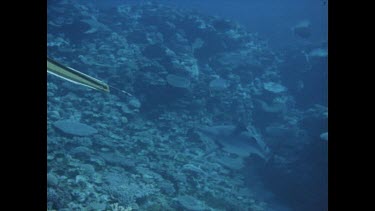 diver shoot shark, wiggles up to surface