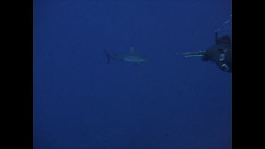 diver shooting shark