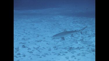 diver shooting shark