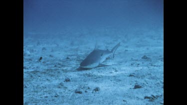 injured shark moving