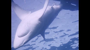 dead shark floats to surface