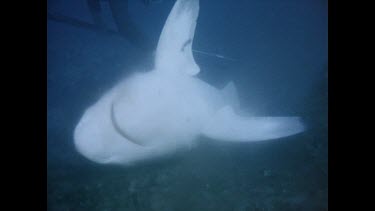 dead shark being dragged to surface