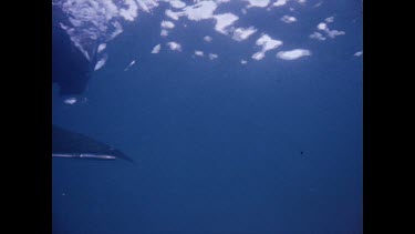 dead shark being dragged to surface