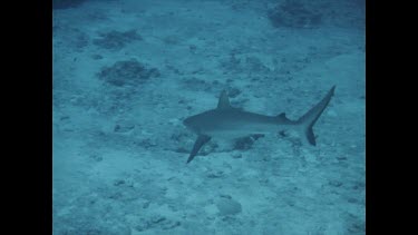 diver shooting shark