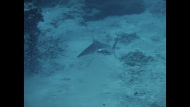 injured shark moving