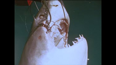 Valerie Taylor with hooked great white shark