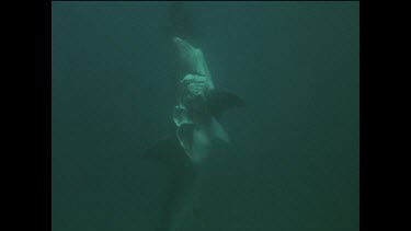 Sequence of shots. Hooked Great white shark bitten by other great white sharks.