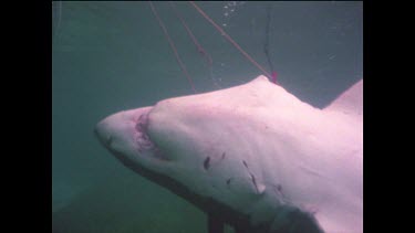 Underwater. Photographing dead great white shark.