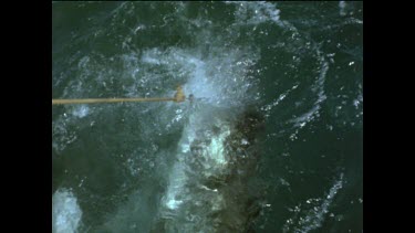 Valerie Taylor hand feeding great white sharks.