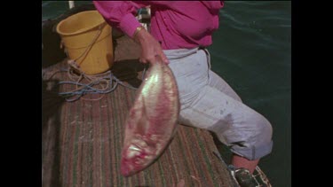 Valerie Taylor hand feeding great white sharks.