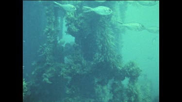 Henri Bource with 16 mm camera and underwater housing. In scene for Great White Death.