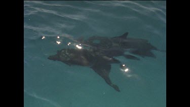 Sequence of shots. Chain mail dive suit test. Testing Great White Sharks bite and attack method.