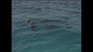 Sequence of shots. Chain mail dive suit test. Testing Great White Sharks bite and attack method.