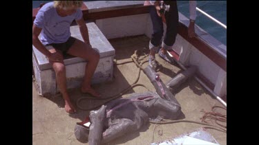 Two shots. Damage caused to chain mail mesh suit during great white shark attack. Testing Great White Sharks bite and attack method.