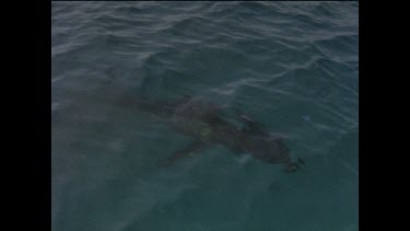 Great White shark bites on plastic pipe