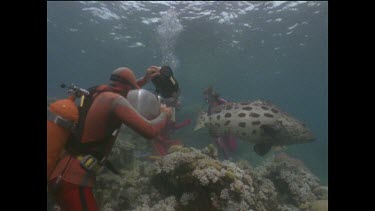 Ron and Valerie Taylor hand feeding and filming potato cod