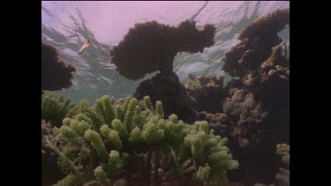 Algae in swell