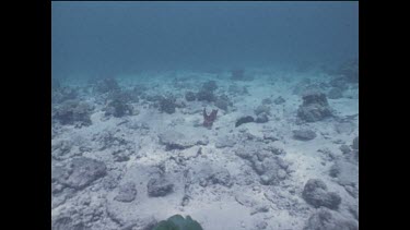 Capricorn octopus swimming, moving around. Valerie Taylor reaches out to pick up the octopus and its relative size becomes apparent