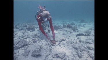 Valerie Taylor holding Capricorn octopus