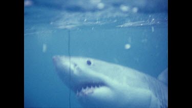 CU. Great White Shark swimming towards camera. Turns to swim away. Detail of jaws opening, teeth, gills