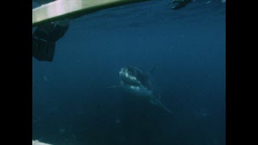 Reaching out to touch Great White