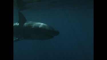 Shark swimming