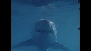 Shark swimming close to cage. Detail eyes, jaws. Teeth