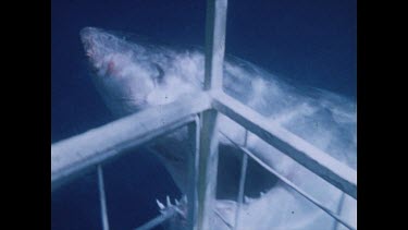 Shark swimming close to cage. Detail eyes, jaws. Teeth