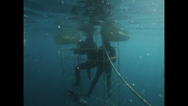 Exterior shot of divers in cage