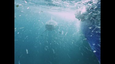 Great White attack and bite then swim away