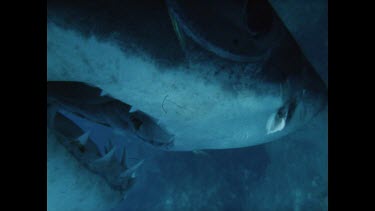 Jaws of Great White entangled in wire