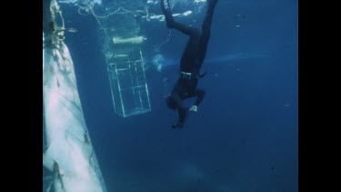 Swimming close to tangled shark to measure and photograph