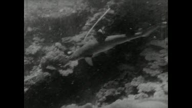 Sequence of shots. Black and white film footage. Shark Hunting with Movietone. Speared shark is injured, dies and sinks to ocean floor.