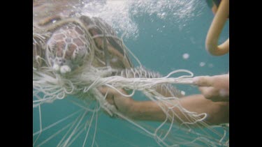 John Harding freeing tangled green turtle