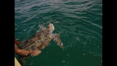 Pulling green turtle onto boat