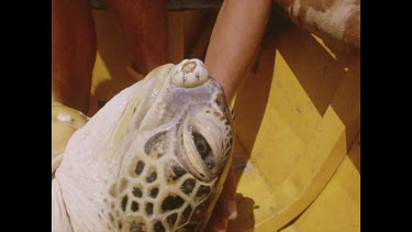 Green turtle on boat, cu head, eyes, nose, beak. It seems weak and struggling to breathe.