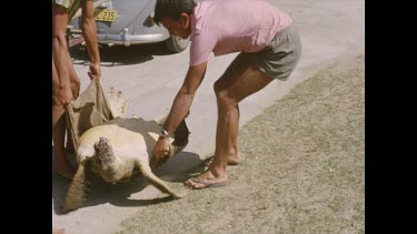 Sequence of shots. Taking green turtle to tank.