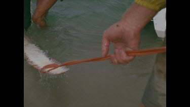 Pulling saw fish ashore