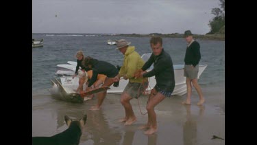 Pulling saw fish ashore