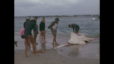 Photographing dead saw fish