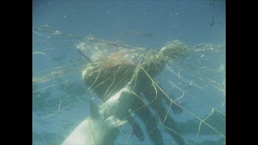 Valerie Taylor looking at shark caught in shark nets