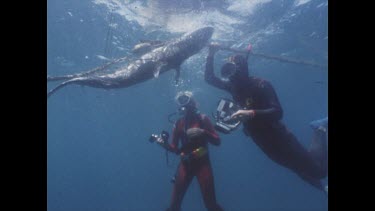 Valerie and Ron Taylor with shark caught in shark nets