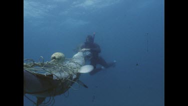 Valerie and Ron Taylor with shark caught in shark nets. Filming shark